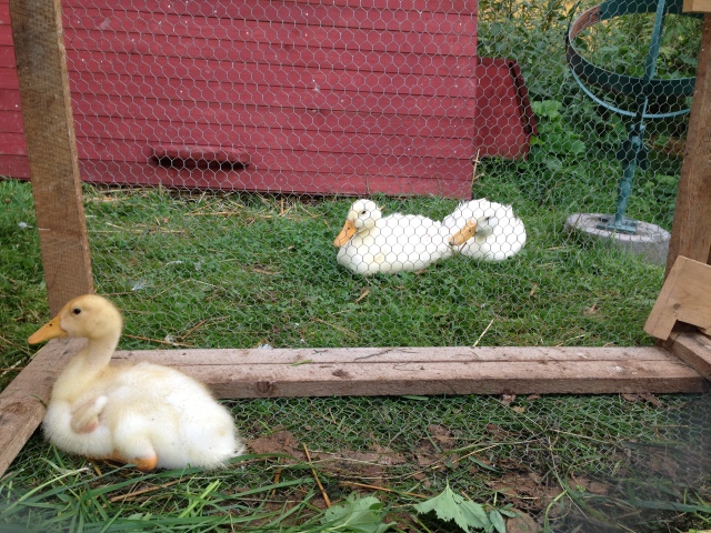 Our ducklings growing up